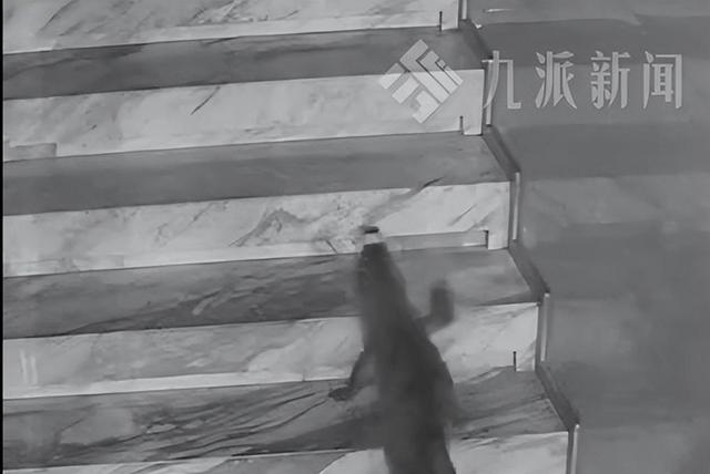 鳄鱼夜间爬出鱼缸4小时爬上2楼，负责人发声：是人工养殖鳄鱼，已将其拴在鱼缸附近