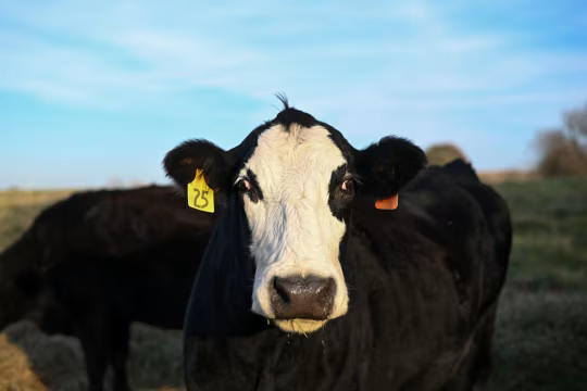 美国牛肉行业向消费者喊话:习惯高价吧