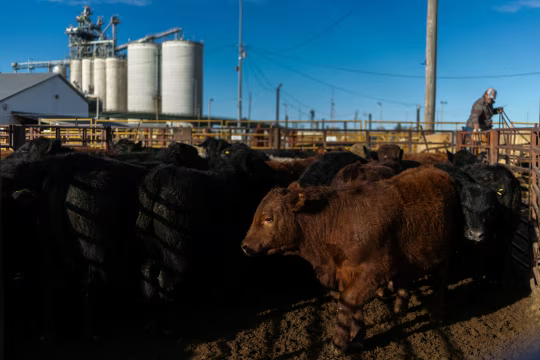 美国牛肉行业向消费者喊话:习惯高价吧