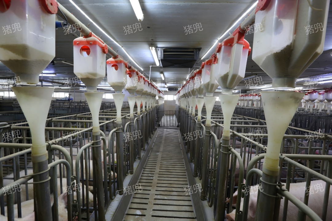 猪价跌破 5 元,却有养殖场竟一年稳赚 30 万?