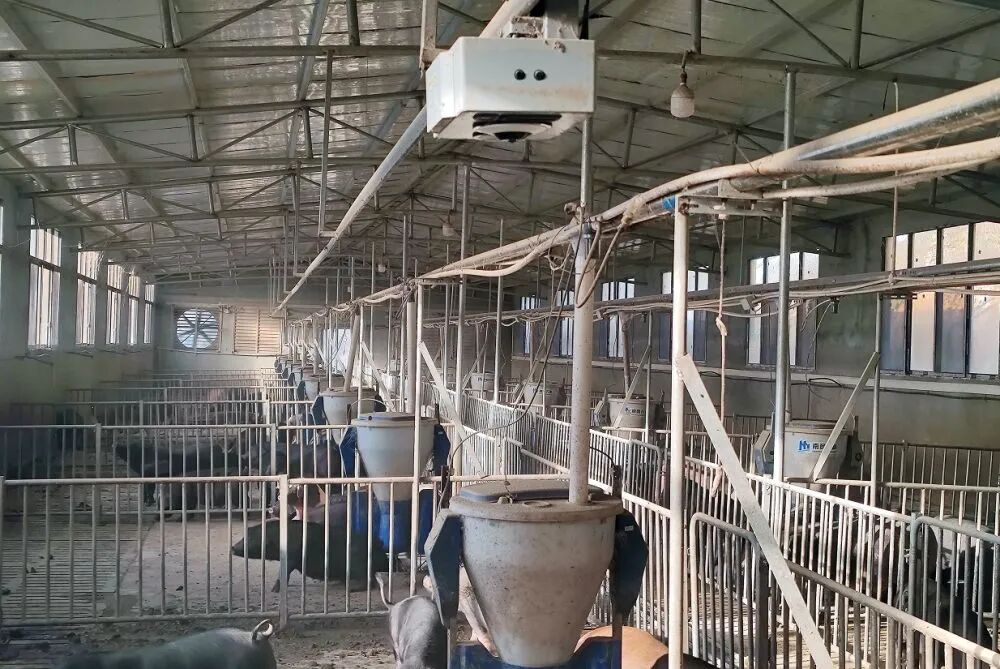 新华社调查:猪肉价格为何持续下跌?