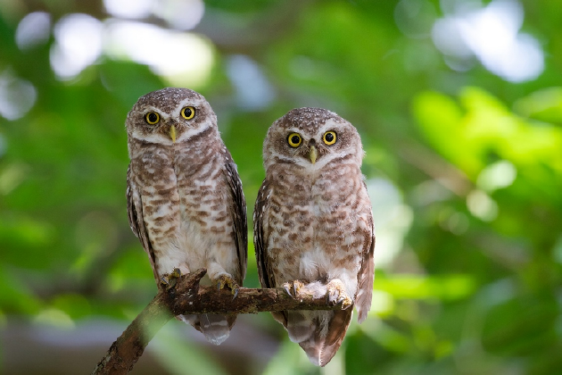 振翅之间，尼康伴你见自然之美