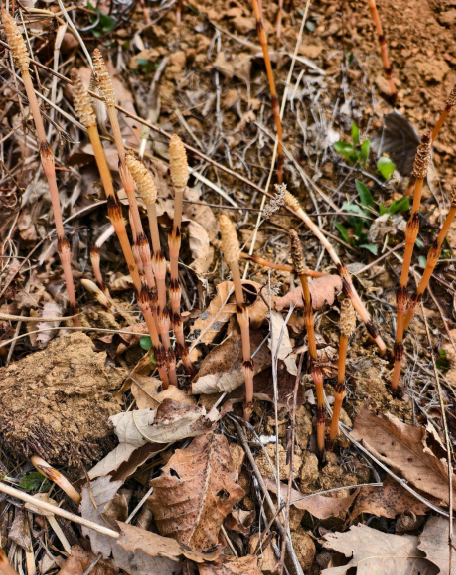 “爸爸，这座山下有黄金……”8岁男孩凭草辨矿？