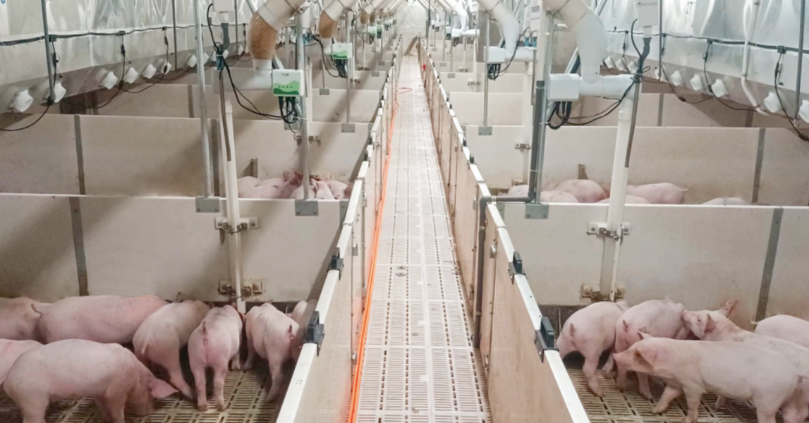 牧原股份出栏7798万创新高,然规模壁垒难掩\