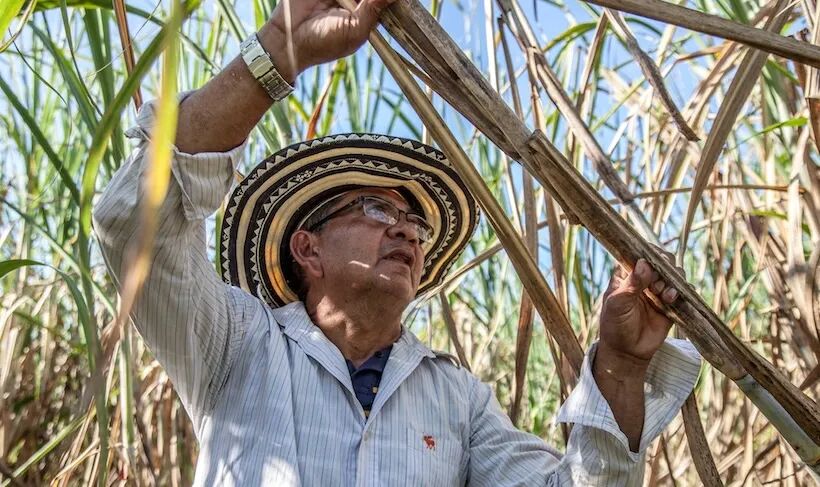 一个把“糖”印在货币的国家,从“世界糖罐”沦为进口--古巴糖业的兴衰