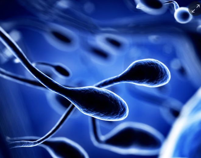 新研究发现：有害化学物质叠加气候变化，或致全球物种生育率下降