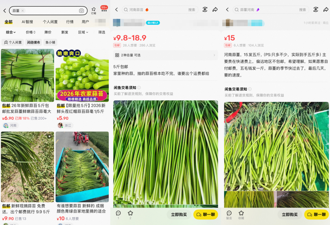 河南蒜薹“堆积如山”背后的真相：收购价低至2毛一斤，“买五斤送十斤”系段子